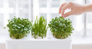 9 Best Indoor Herb Garden Ideas for 2018 - Indoor Gardens for Growing Herbs