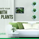 Decorate your home with natural foliage