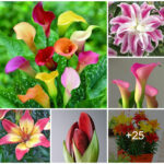 How to grow Calla Lily and Liles from bulbils