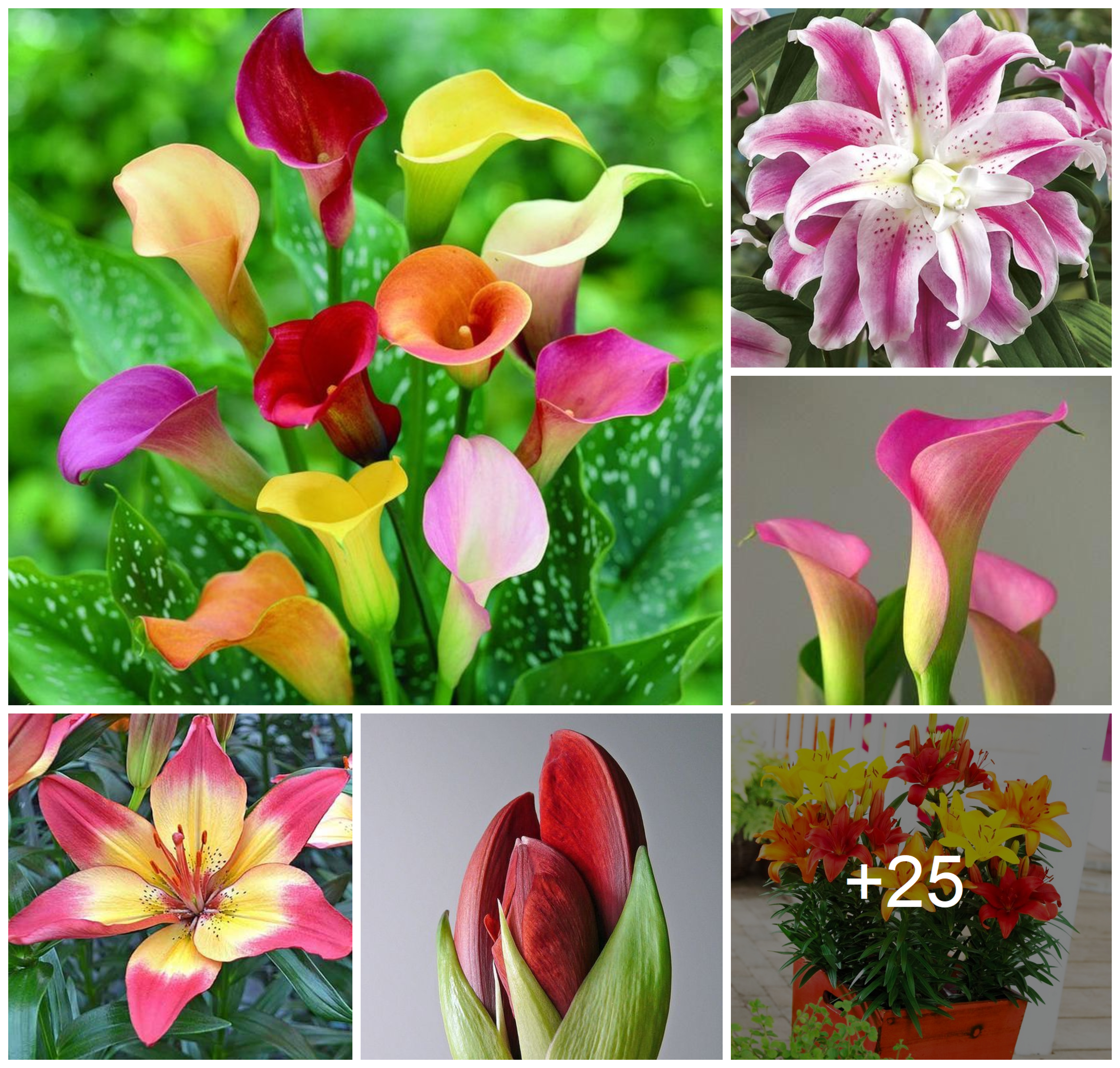 How to grow Calla Lily and Liles from bulbils