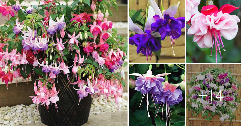 How to grow and care for Fuchsia