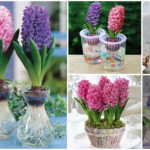 How to grow hyacinth in water vases or soil. Best 14 colors