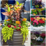 Add beauty to your garden with charming pots
