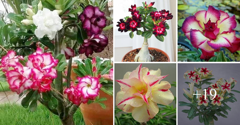 How to grow and care for desert rose