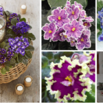 How to grow African violet from cuttings