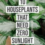 10 Houseplants That Need (Almost) Zero Sunlight | House Fur