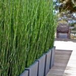 Privacy Fence Ideas
