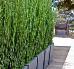 Privacy Fence Ideas