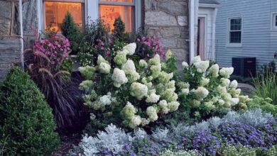 Front Yard Landscaping