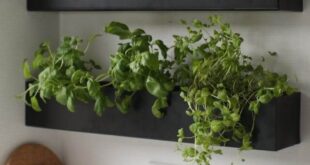 Indoor Herb Garden