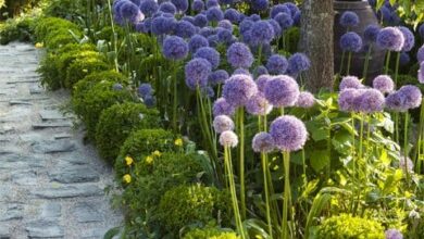 Landscape Design Ideas