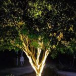 outdoor tree lighting