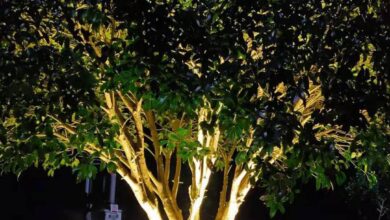 outdoor tree lighting