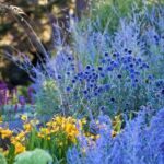 Yellow Beds