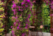 patio with flowering vines