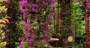 patio with flowering vines