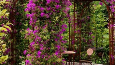 patio with flowering vines