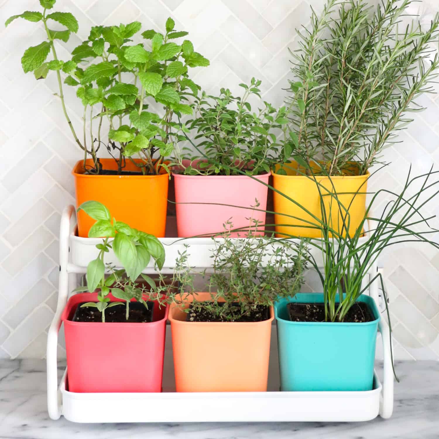 Make a Colorful Indoor Herb Garden