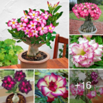 How to grow and care for adenium
