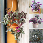 How to grow tradescantia the easy way this spring
