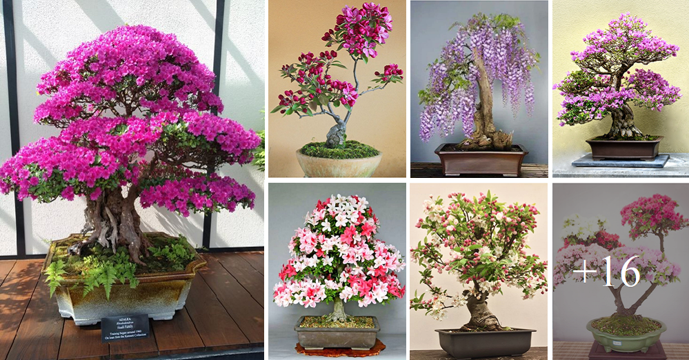 How to grow amazing blooming bonsai types