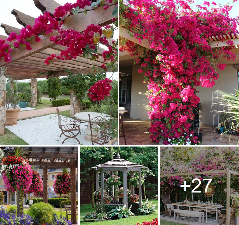 Add beauty to your pergola with pink flowers and bougainvillea