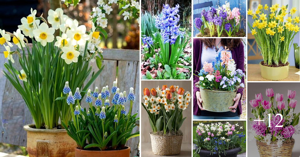 How to grow flowers from bulbs at home
