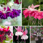 How to grow and care for Fuchsia