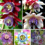 How to grow and care for Passiflora