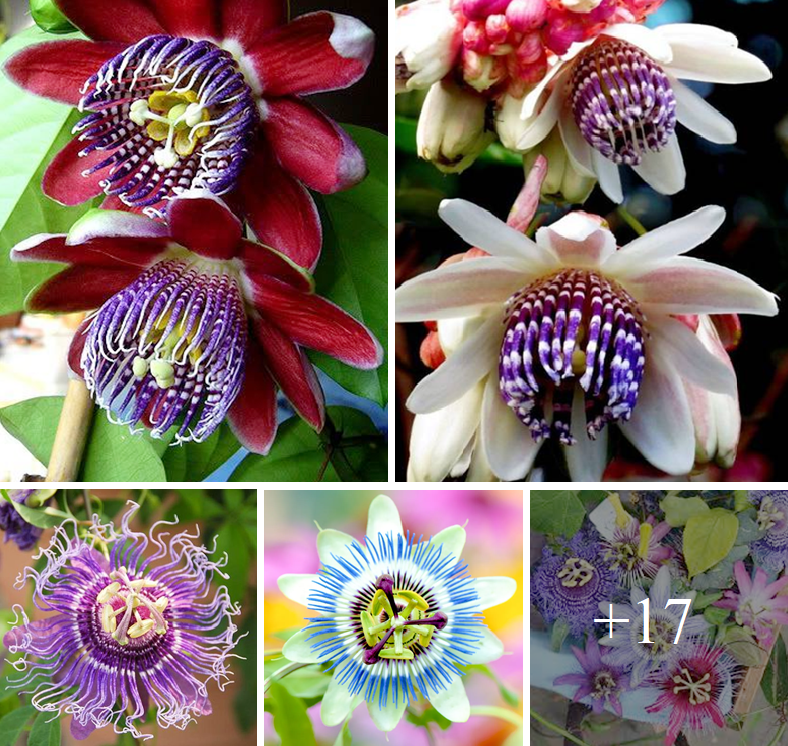 How to grow and care for Passiflora