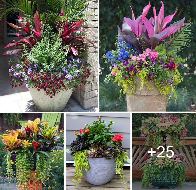 Amazing flowers in pot designs