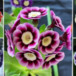 How to grow and care for Primulas