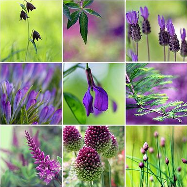Amazing purple flower types