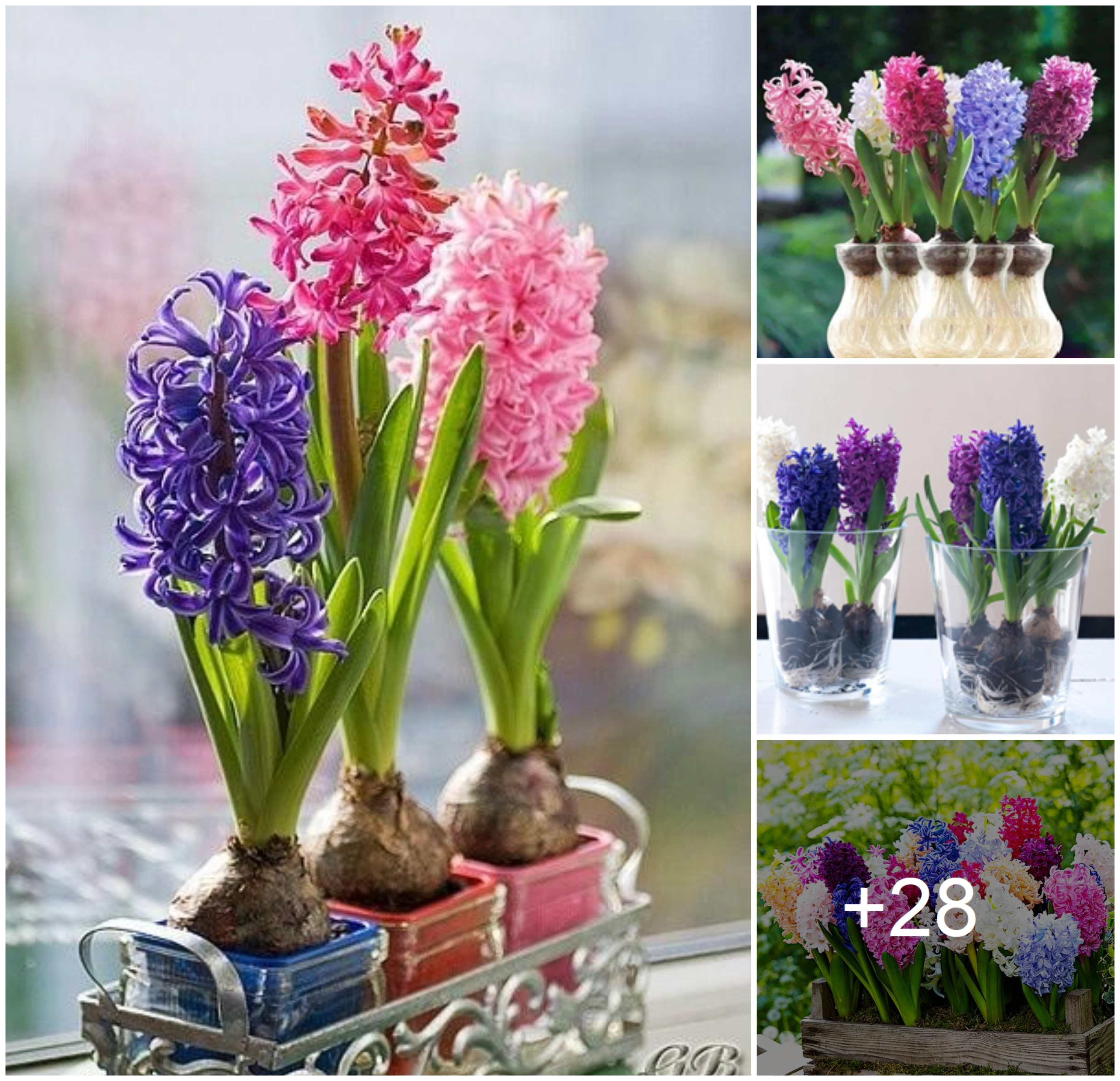 How to grow hyacinth in water vases or soil. Best 16 colors