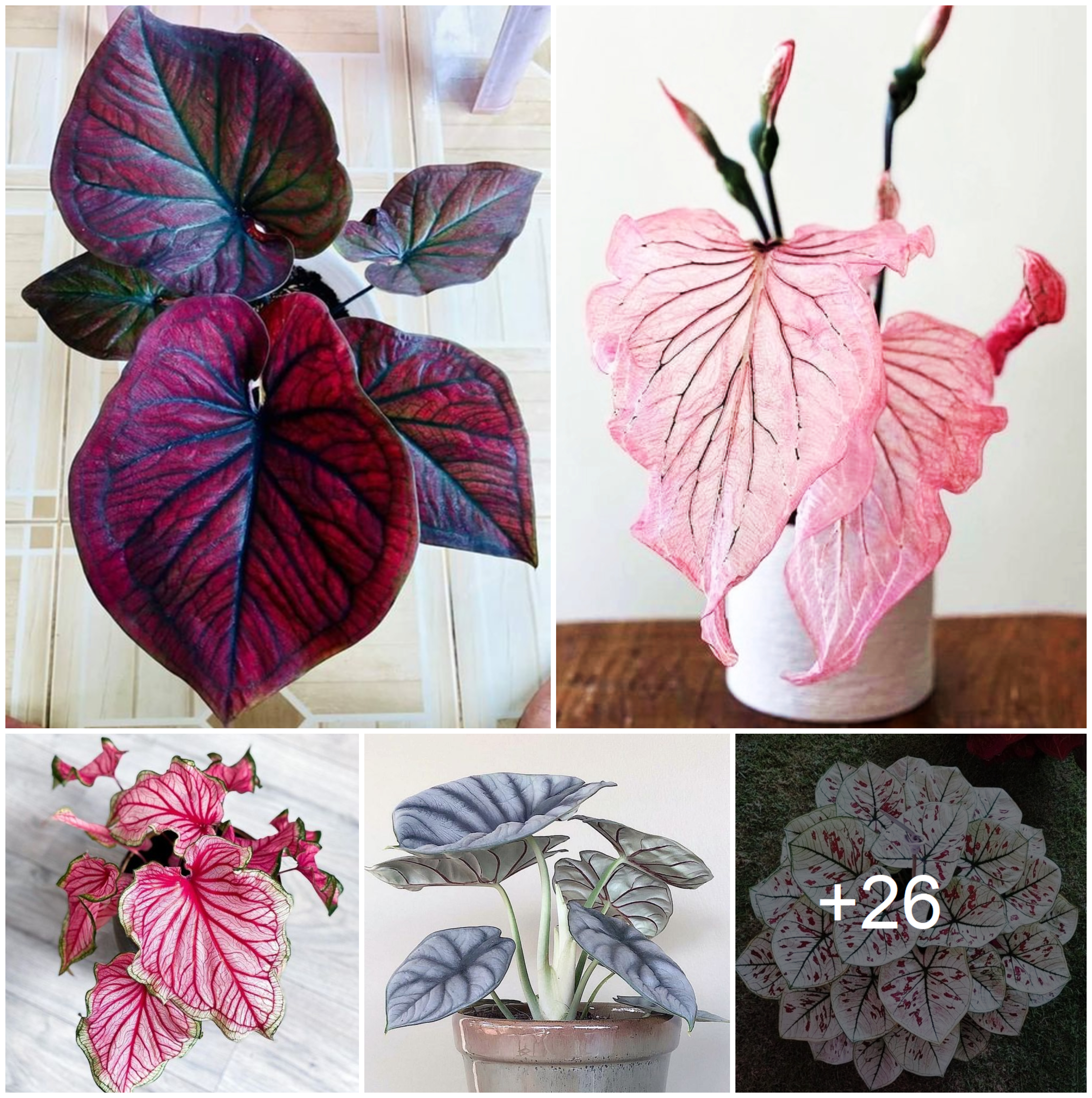 Beautify your home and garden with charming caladium plants