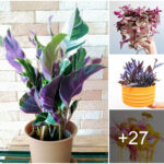 Decorate your garden and home with easy-to-grow colorful flower types