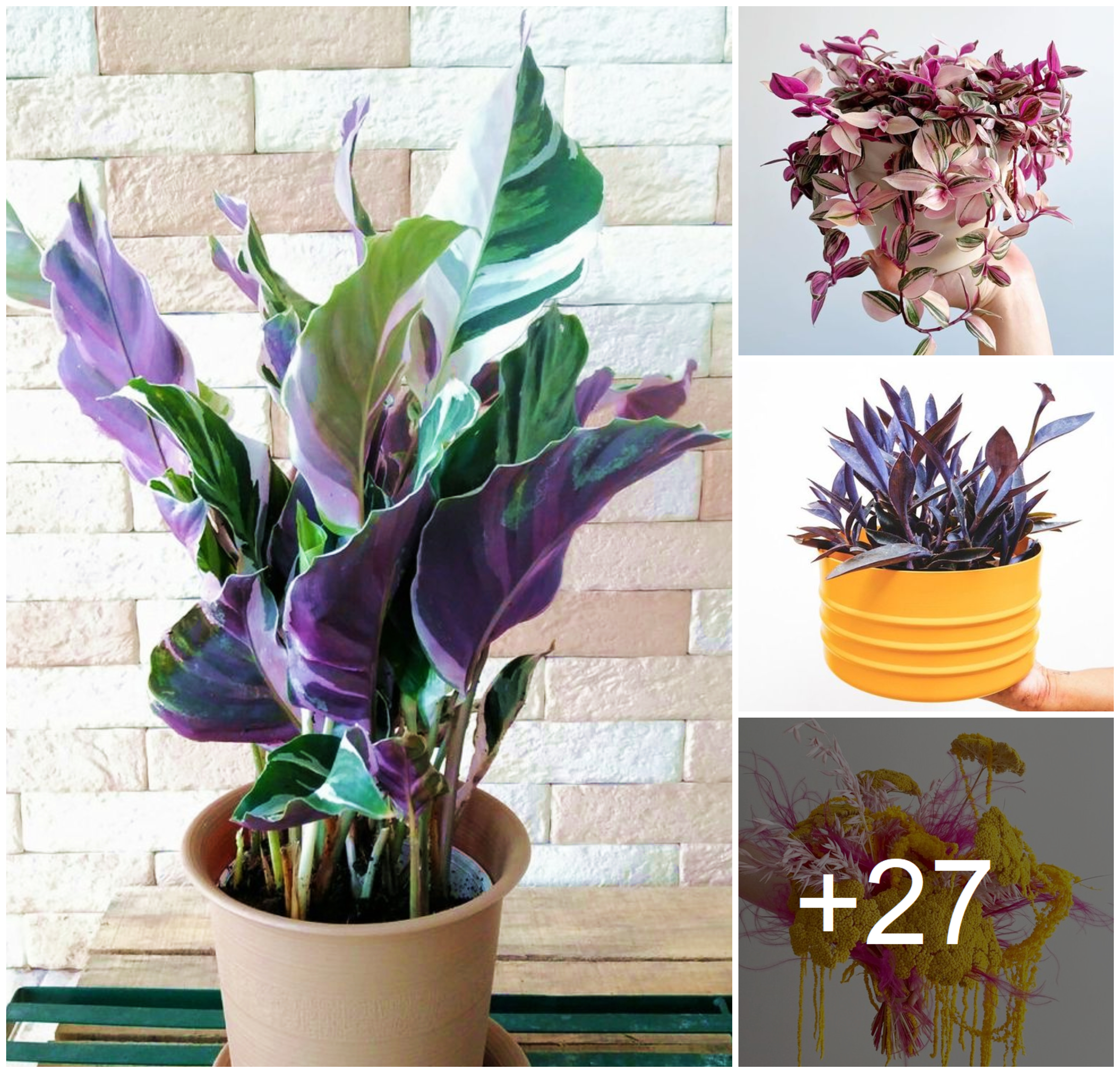 Decorate your garden and home with easy-to-grow colorful flower types