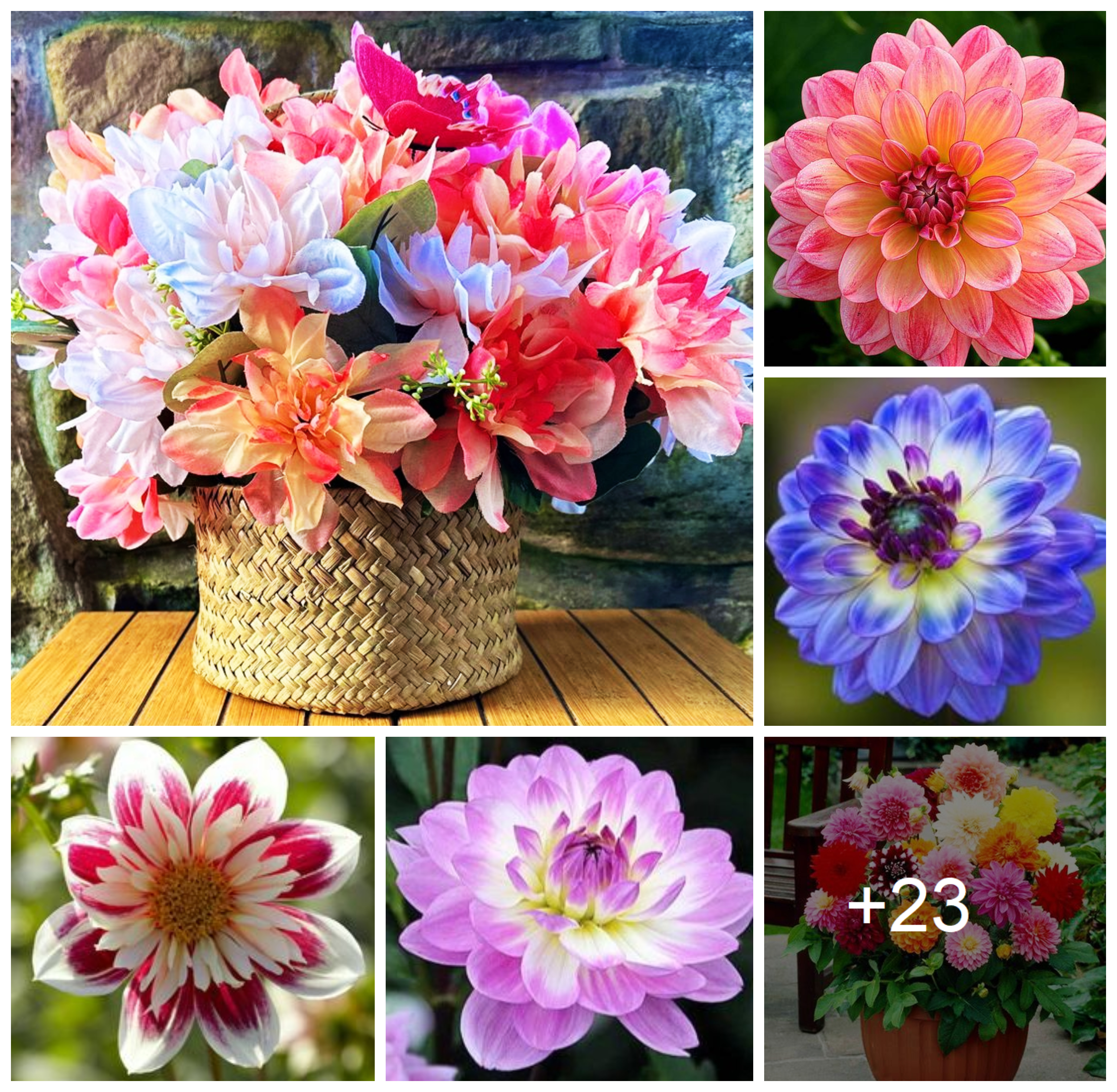 Tips on growing colorful dahlia flowers