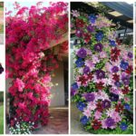 Decorate your pergolas and gardens with flowering vines. 32 amazing types and colors