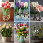 How to grow some flowers from bulbs the easy way.
