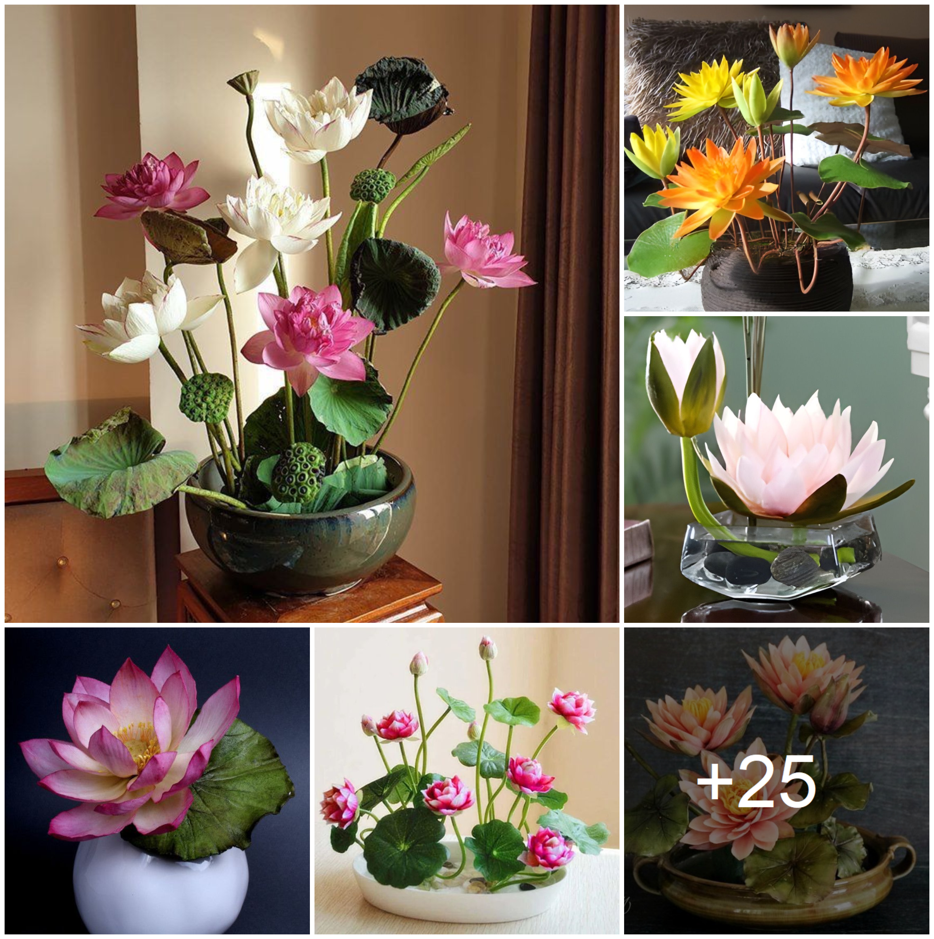 How to build lotus pot design in home
