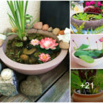 How to Create a Container Water Garden