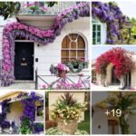 How to grow and care for colorful Clematis this spring