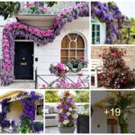 Add beauty to your porch or pergola with clematis flowers