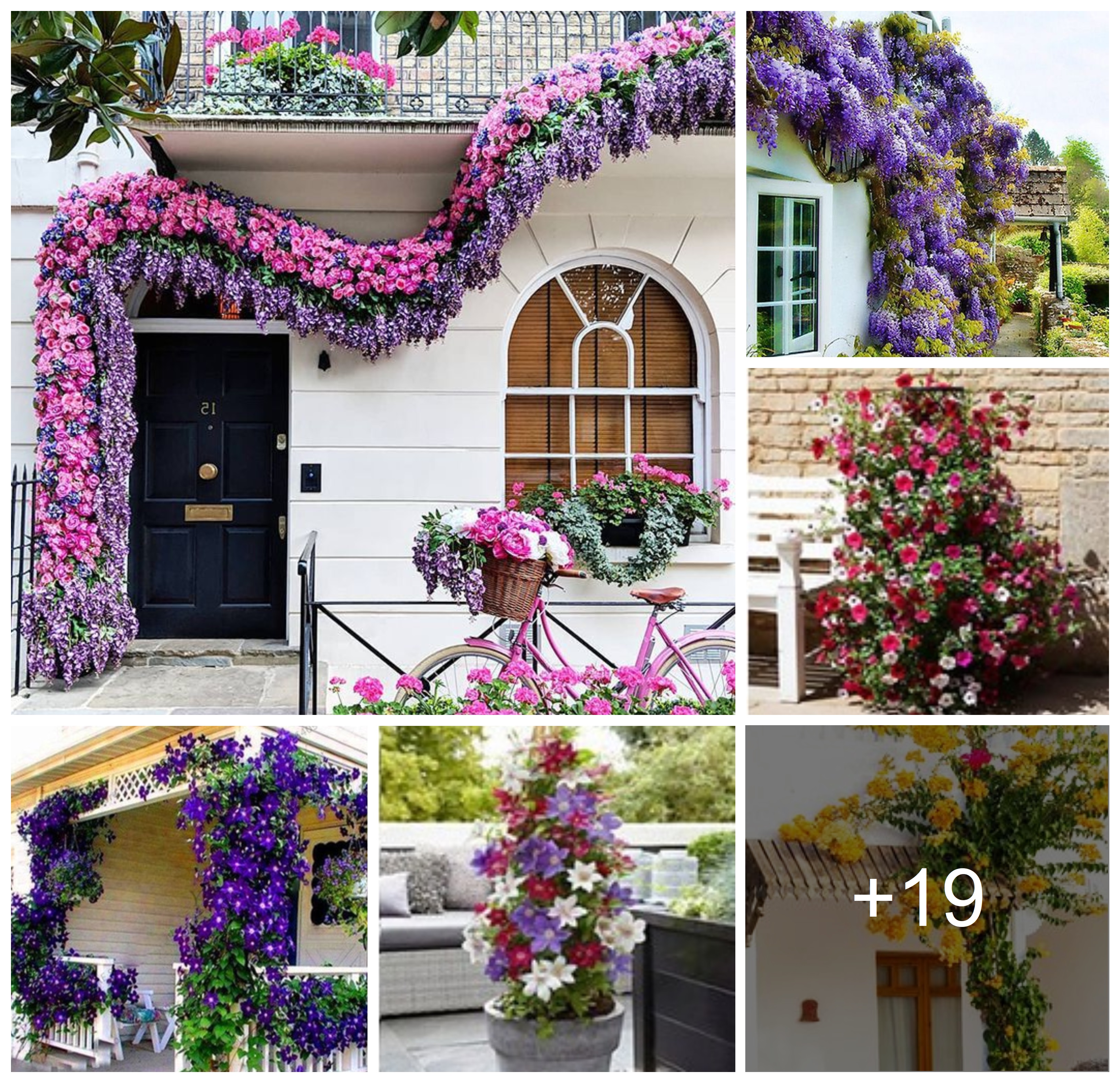 Add beauty to your porch or pergola with clematis flowers