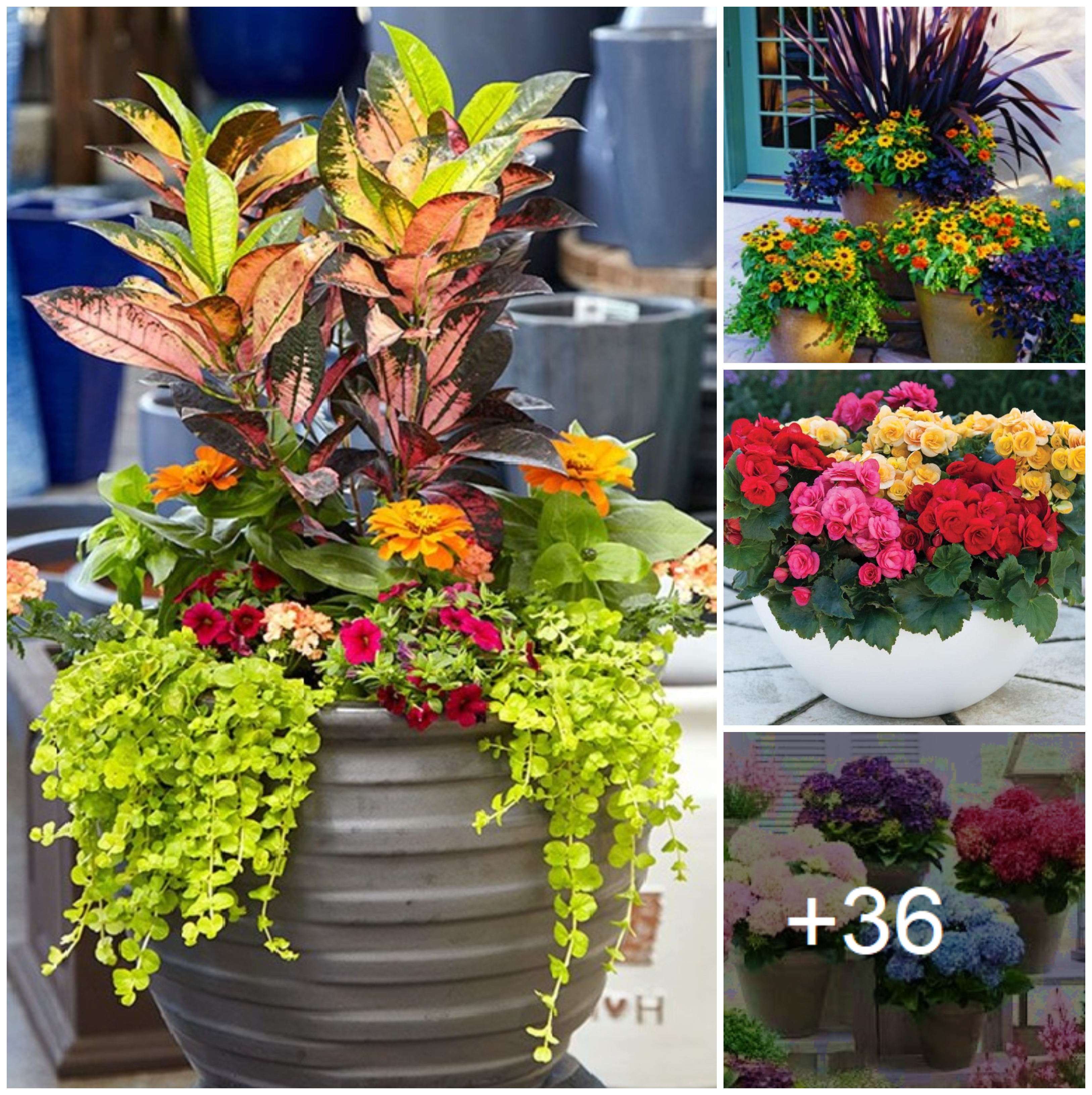 Add beauty to your garden with charming pots