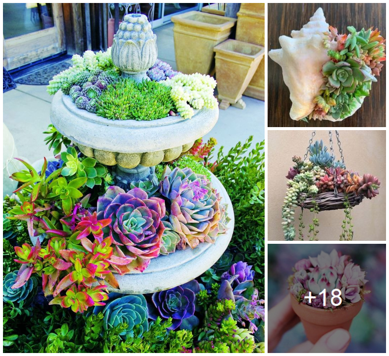 Amazing succulent planting ideas to make your home charming