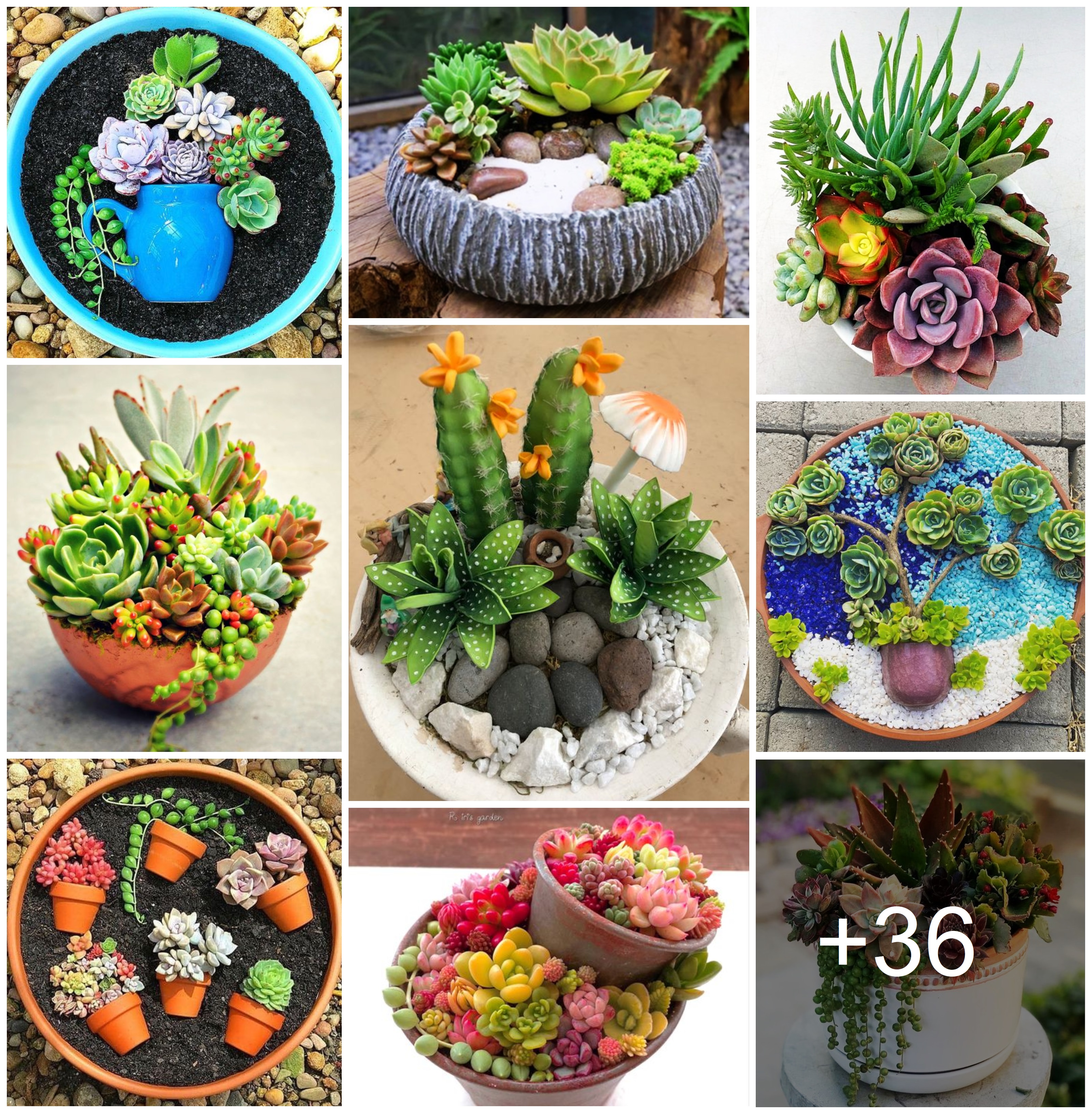 Dazzling succulent planters that will add sparkle to your home