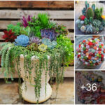 how to create a succulent pot in your home