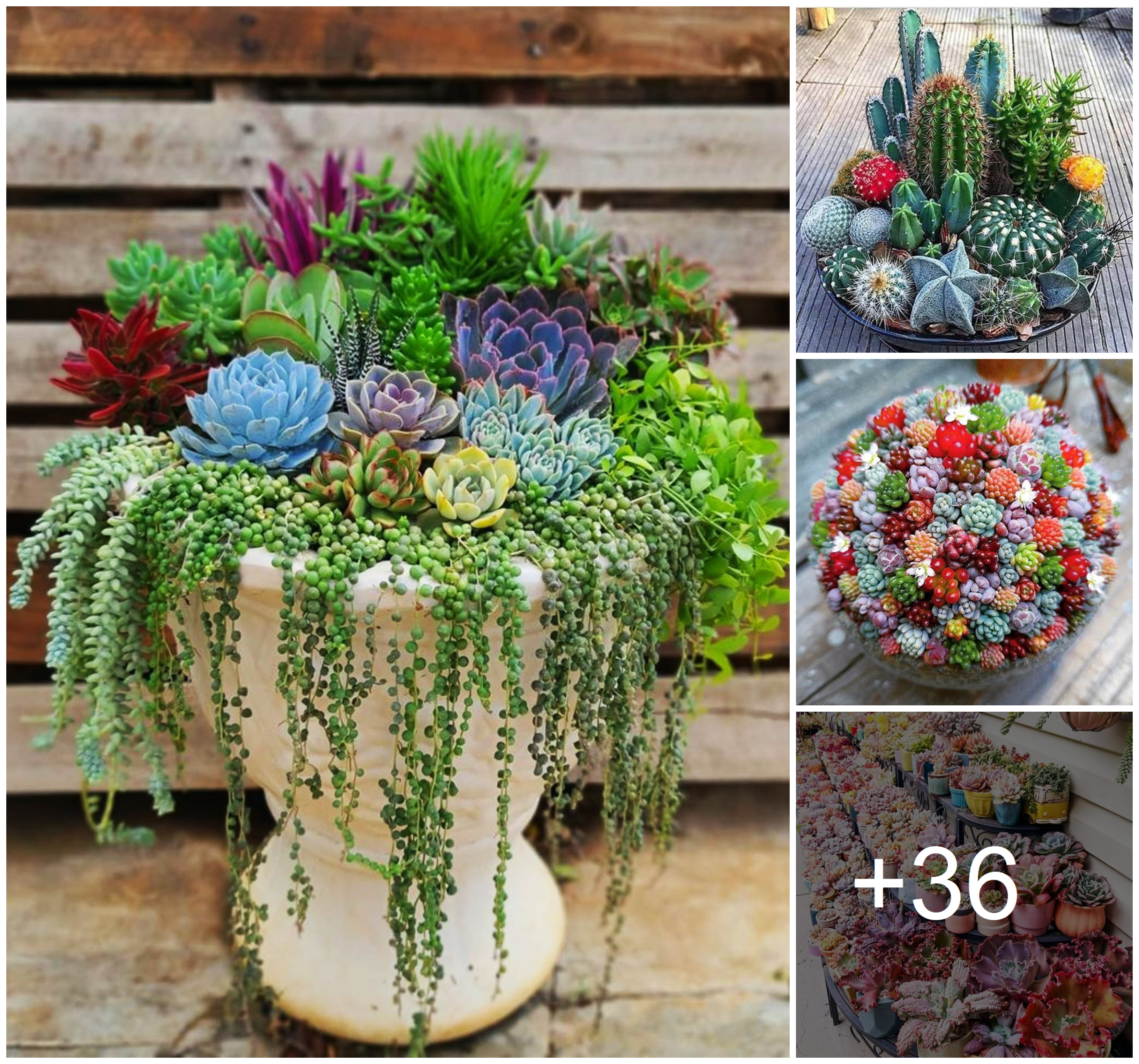 how to create a succulent pot in your home